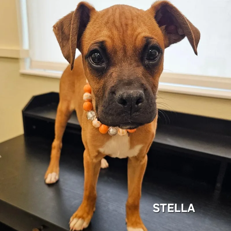 Stella