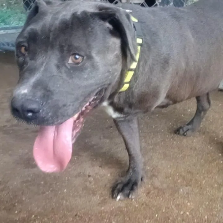 A young large-sized male Pit Bull Terrier dog named Max for adoption in Jena, LA