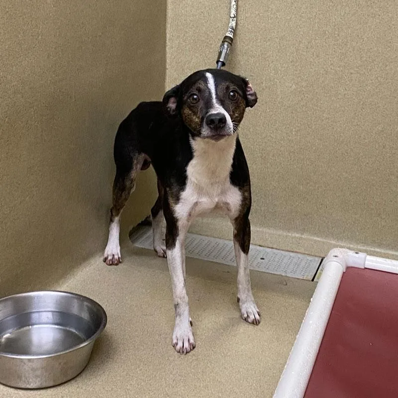 An adult medium-sized male Tricolor (Brown, Black, & White) Feist dog named Dillian for adoption in Monroe, GA