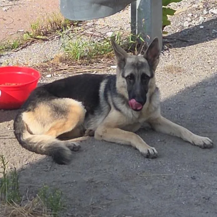 A young medium-sized female German Shepherd Dog dog named Skylar for adoption in Melbourne, KY