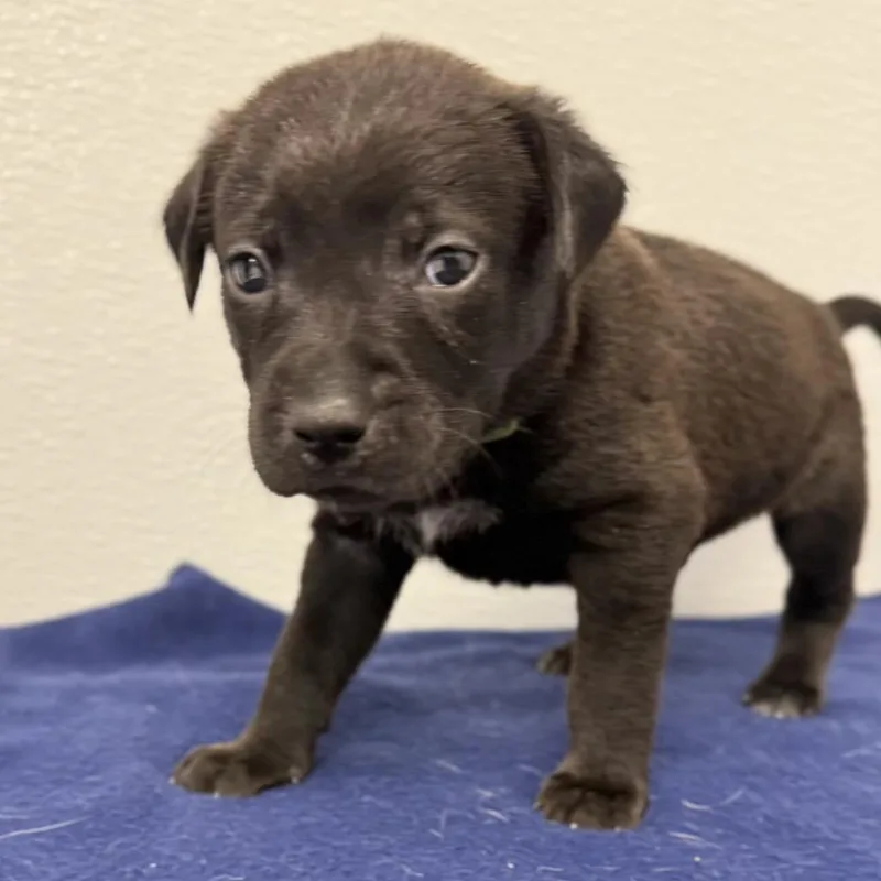 A baby medium-sized male Black English Setter dog named Evermore for adoption in St. Peters, MO