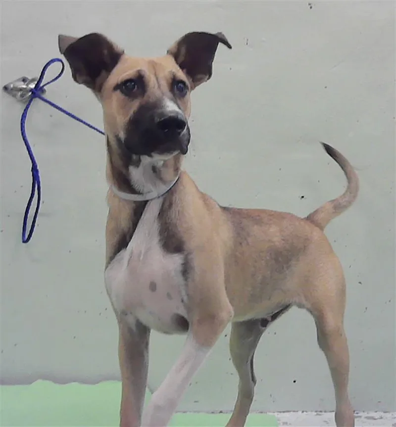 Luigi