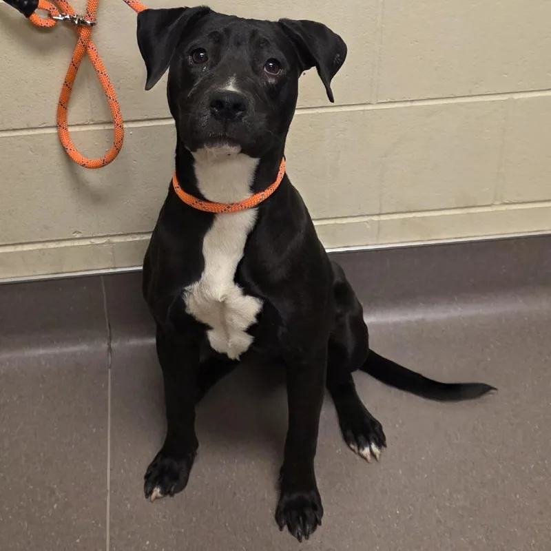 A young medium-sized female Black Labrador Retriever dog named Empress Artichoke for adoption in Norman, OK