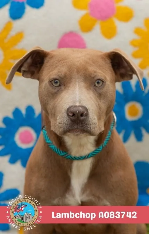 An adult medium-sized female American Bulldog dog named Lambchop for adoption in Mobile, AL