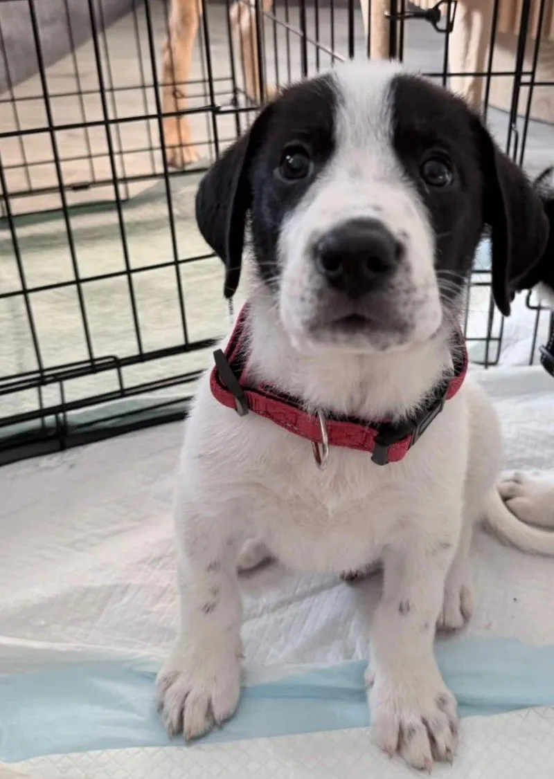 A baby medium-sized male Great Pyrenees dog named Ringo for adoption in Cliffwood, NJ