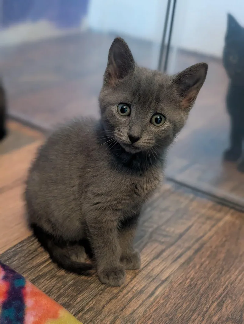 A baby medium-sized male Gray / Blue / Silver Domestic Short Hair cat named Bernard for adoption in Lancaster, PA