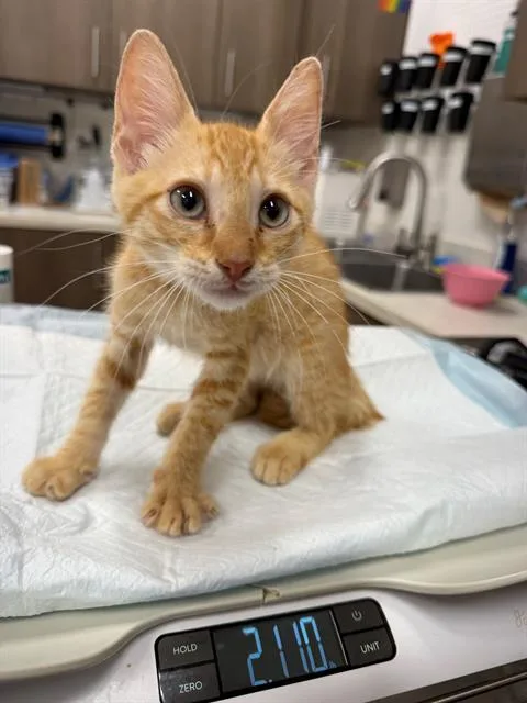 A baby small-sized male Domestic Short Hair cat named Chef Ramsay for adoption in Baytown, TX