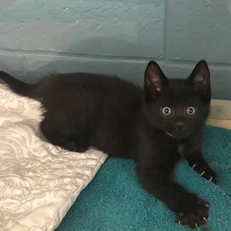 A baby small-sized male Black Domestic Medium Hair cat named Brisket for adoption in East Hanover, NJ