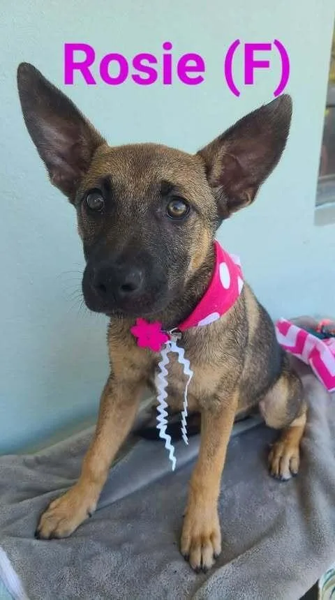 Josie Fka Rosie 