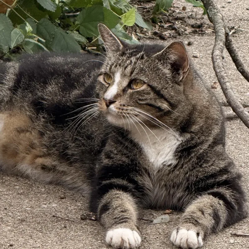 An adult small-sized male Brown / Chocolate Domestic Short Hair cat named Moto MotoC for adoption in East Saint Louis, IL