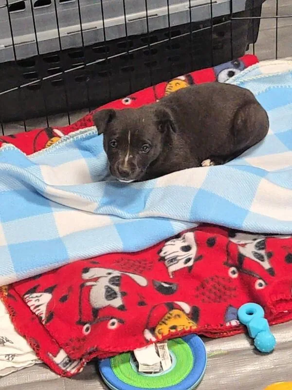 A young medium-sized female Labrador Retriever dog named Miss Margie for adoption in North Bend, WA