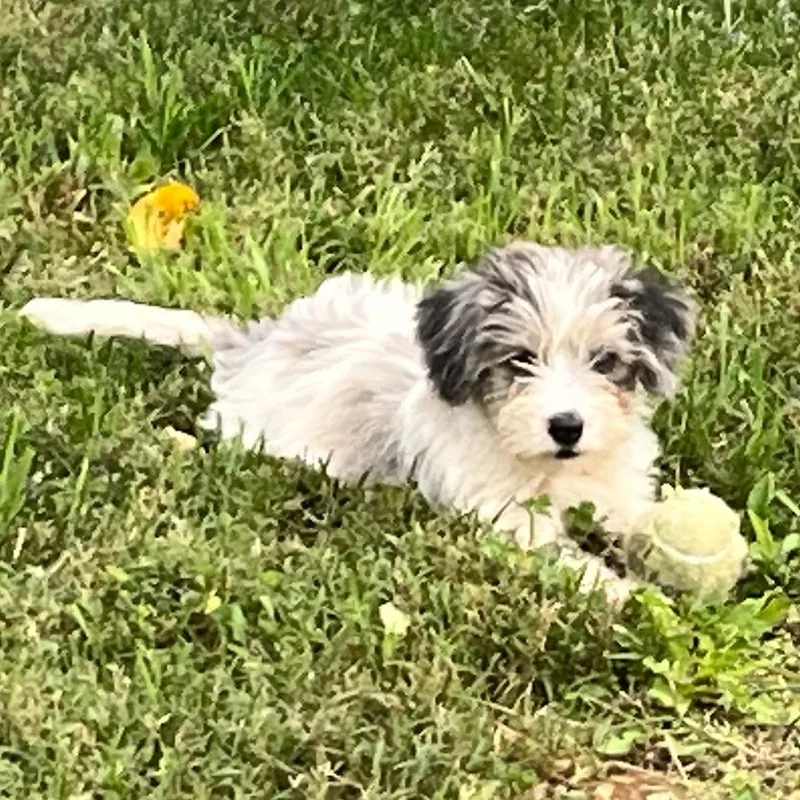 A baby small-sized female Gray / Blue / Silver Yorkshire Terrier dog named Orchard Pup: Honey Crisp for adoption in Falls Church, VA