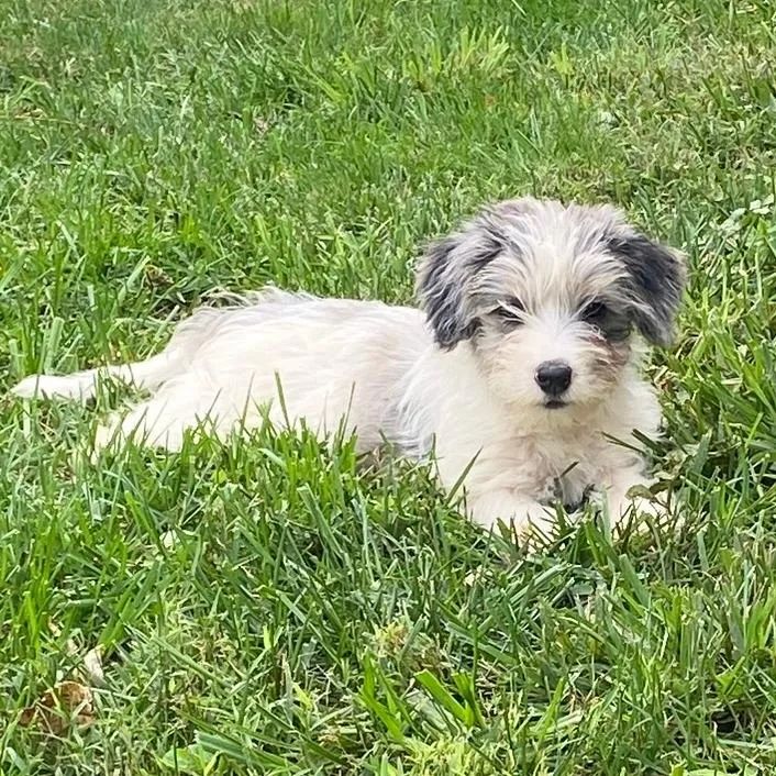 Orchard Pup: Honey Crisp thumbnail 2