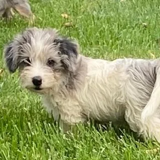 Orchard Pup: Honey Crisp thumbnail 3
