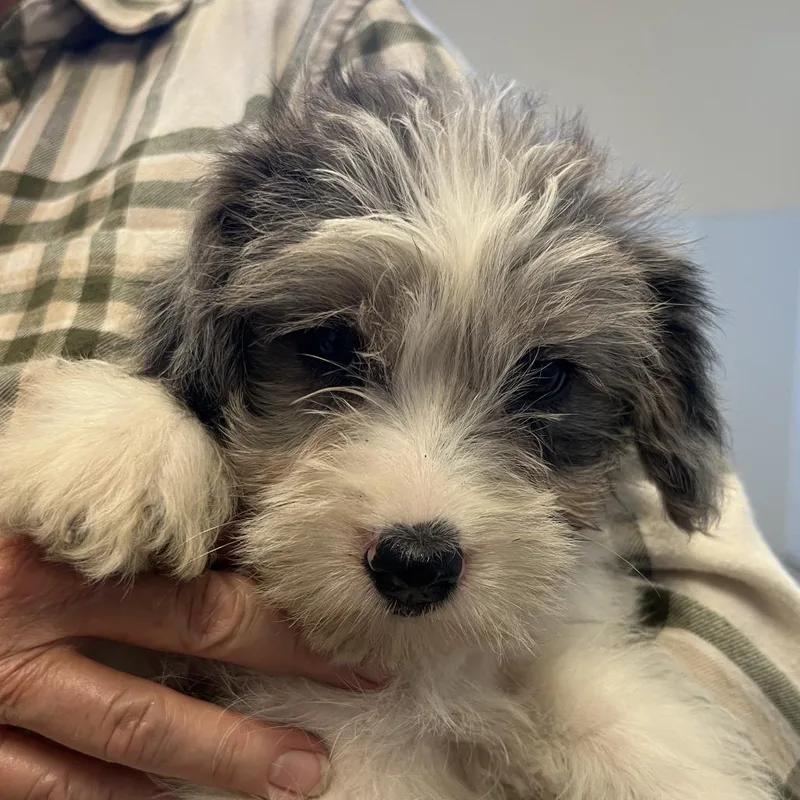 Orchard Pup: Honey Crisp thumbnail 4