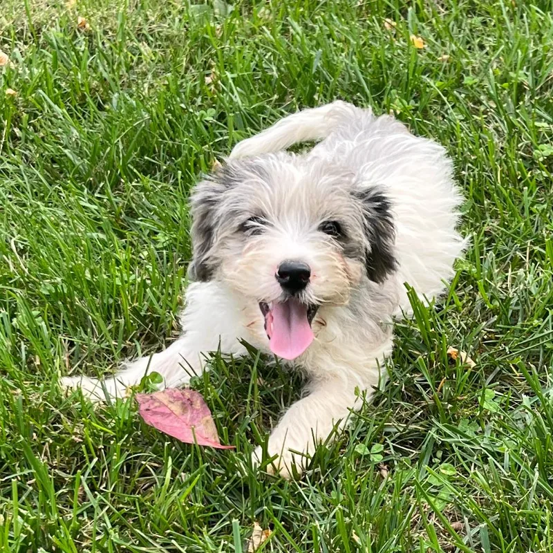 Orchard Pup: Honey Crisp thumbnail 5