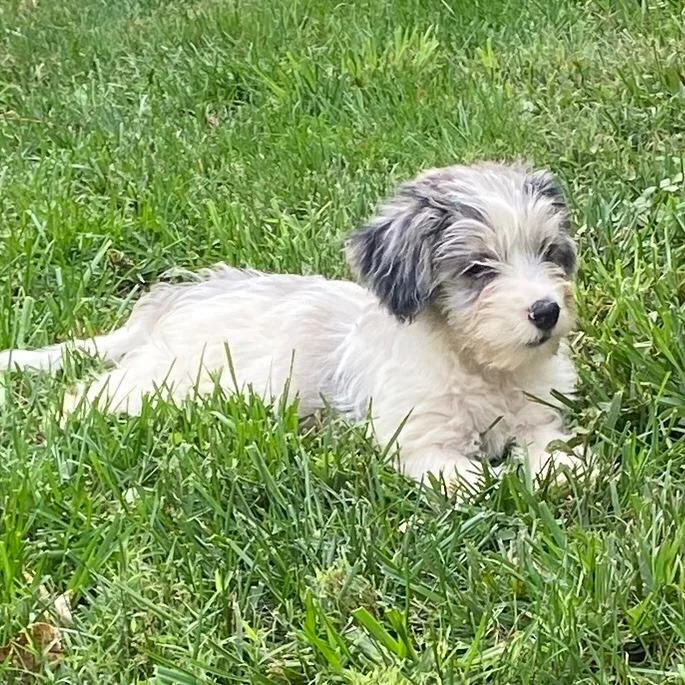 Orchard Pup: Honey Crisp thumbnail 6