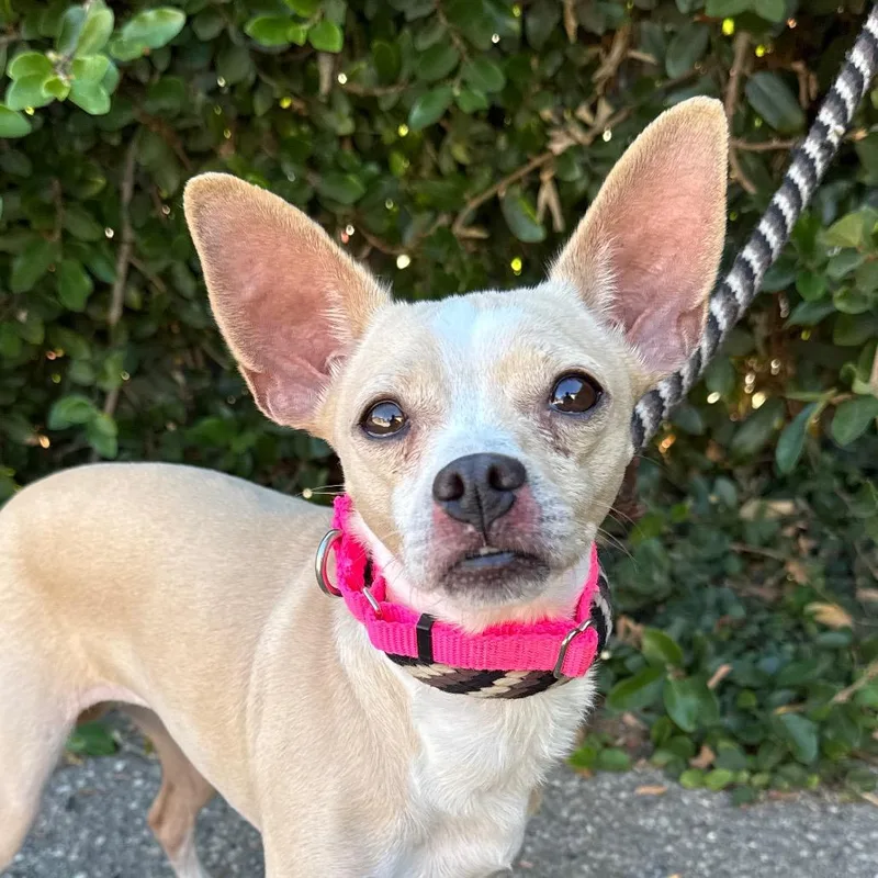 A young small-sized female White / Cream Chihuahua dog named Chrissy for adoption in Santa Barbara, CA