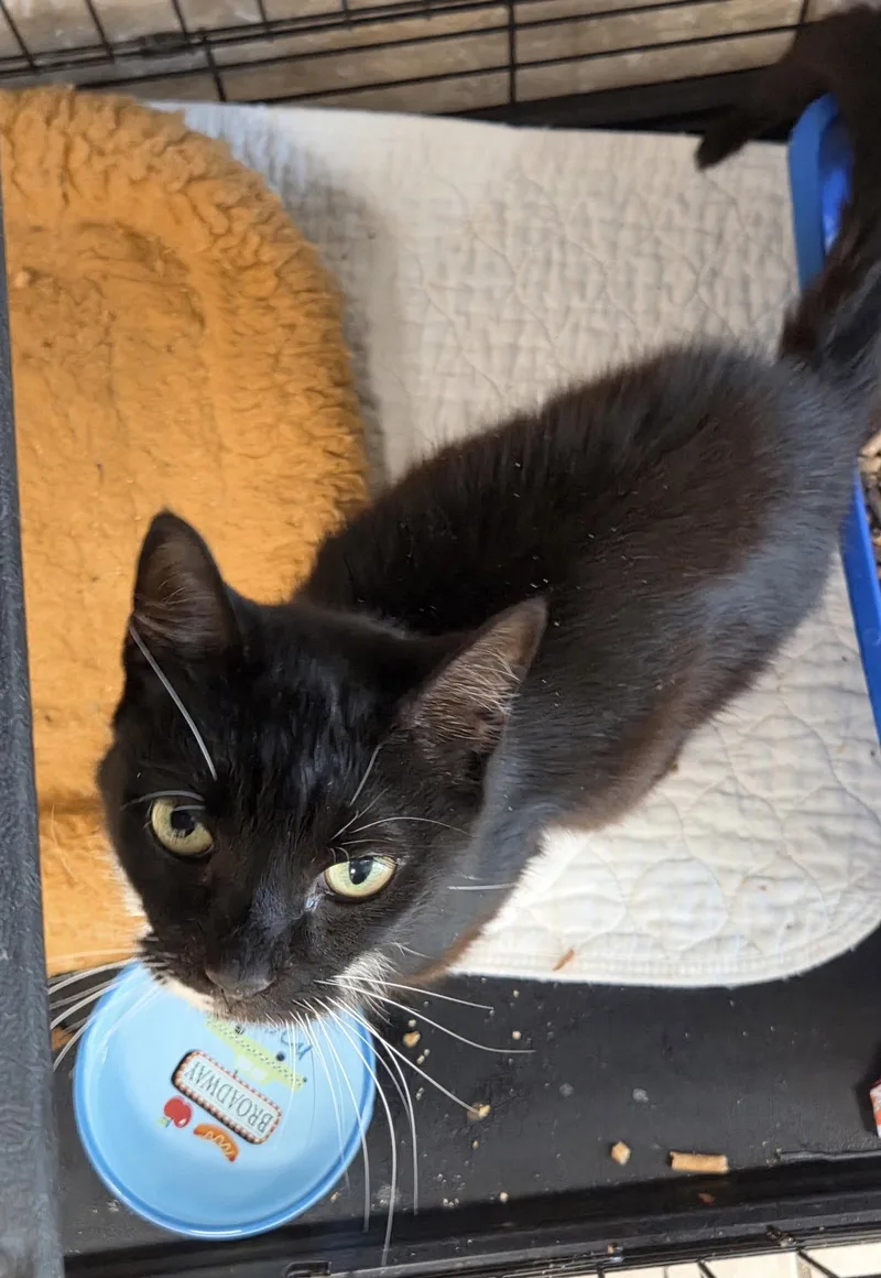 A young medium-sized female Black & White / Tuxedo Domestic Short Hair cat named Miss B Haven for adoption in Satellite Beach, FL