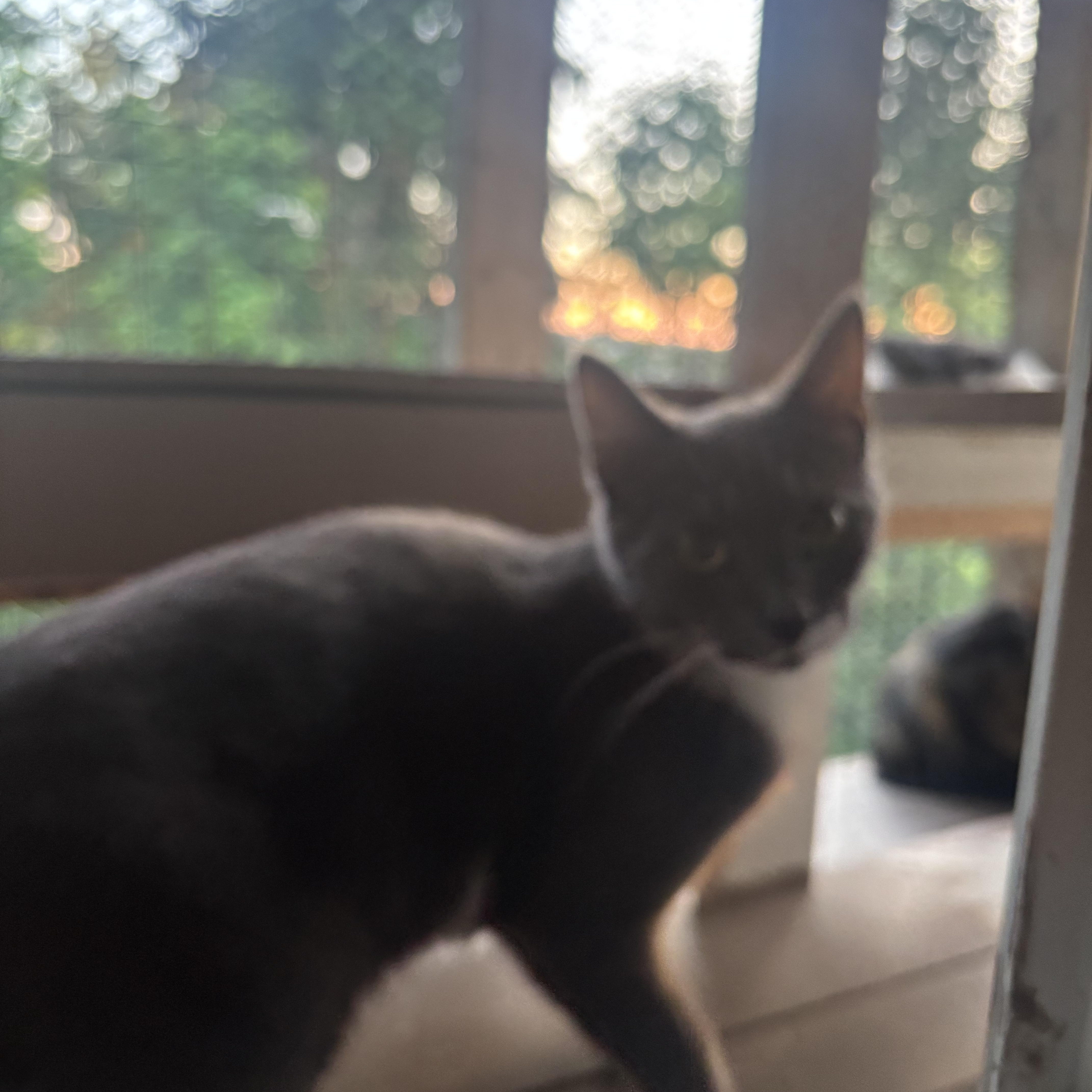 A young medium-sized male Gray & White Domestic Short Hair cat named Cuddles for adoption in Pittsburgh, PA