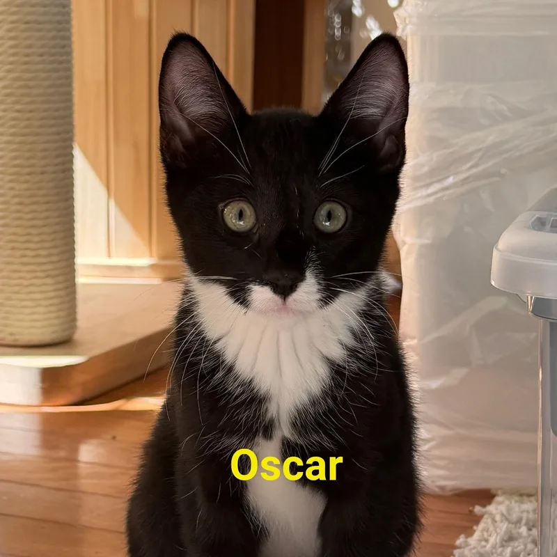A baby medium-sized male Black & White / Tuxedo Domestic Short Hair cat named Oscar for adoption in Philadelphia, PA