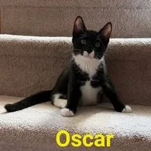 Oscar thumbnail 2