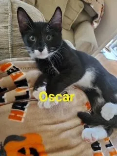 Oscar thumbnail 4