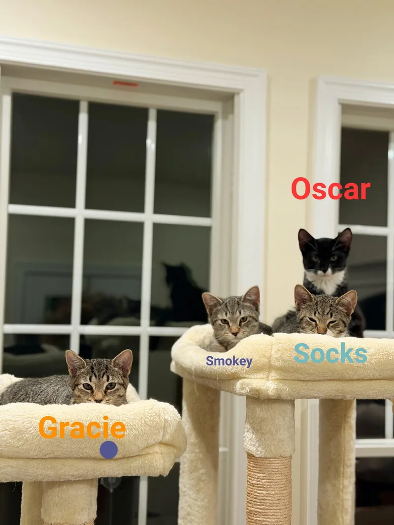 Oscar thumbnail 5