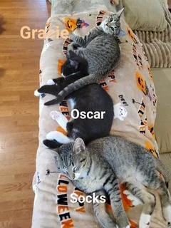 Oscar thumbnail 6