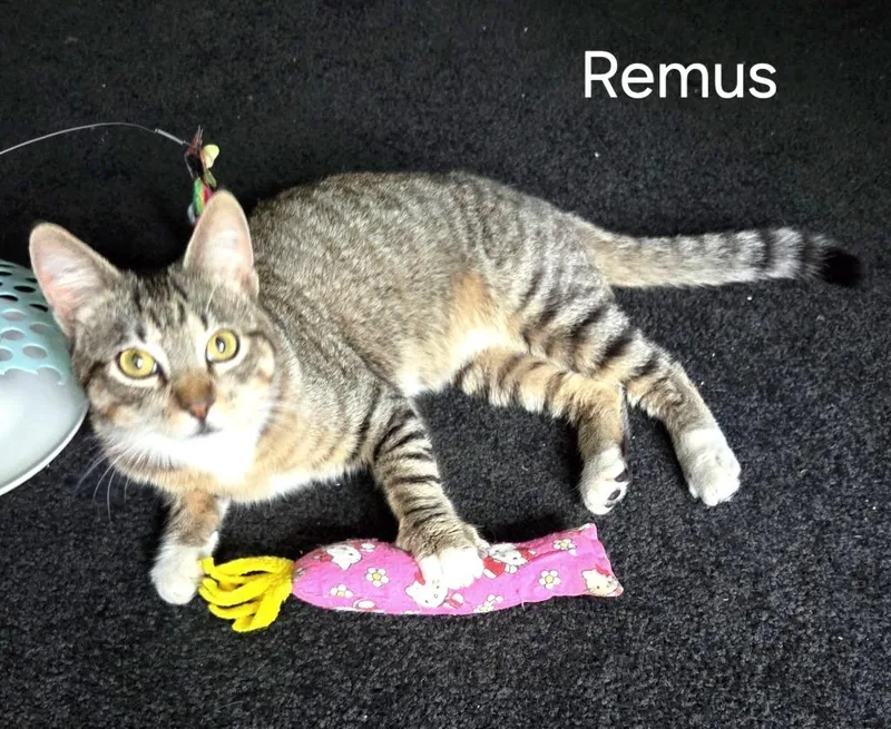 A baby medium-sized male Domestic Short Hair cat named Remus for adoption in Magnolia, TX
