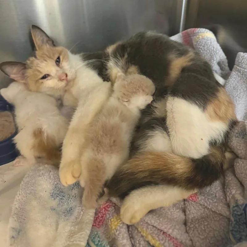 An adult small-sized female Calico Domestic Short Hair cat named Maple for adoption in Huntsville, AL