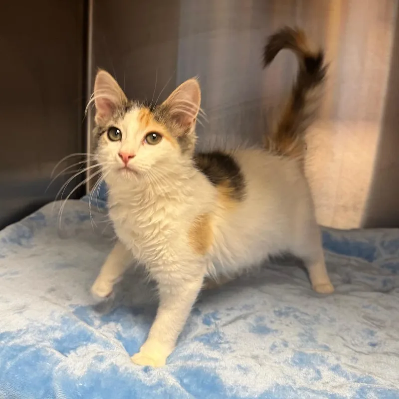 A baby small-sized female Domestic Long Hair cat named Clementine for adoption in Easton, PA