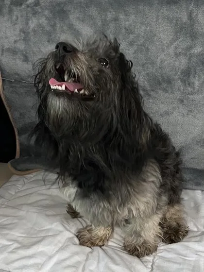 An adult medium-sized male Terrier dog named Clyde for adoption in Houston, TX