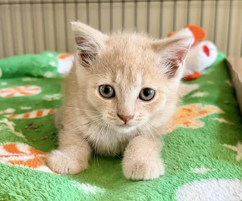 A baby medium-sized female Tabby (Buff / Tan / Fawn) Domestic Short Hair cat named Marina for adoption in Seville, OH