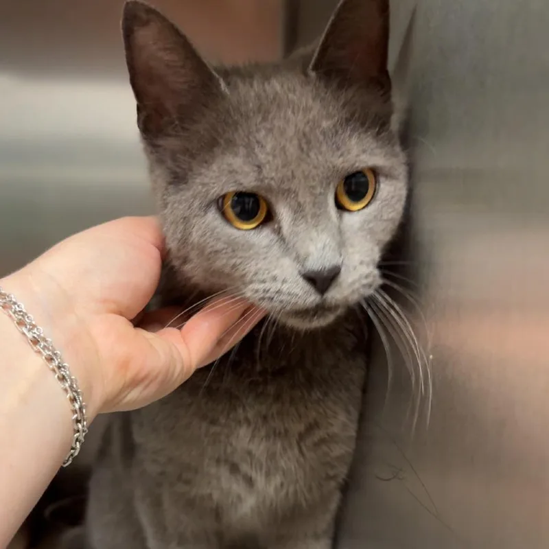 A senior large-sized male Gray / Blue / Silver Domestic Short Hair cat named Beluga for adoption in Shinnston, WV