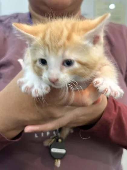 A baby small-sized male Domestic Short Hair cat named Udon for adoption in Memphis, TN