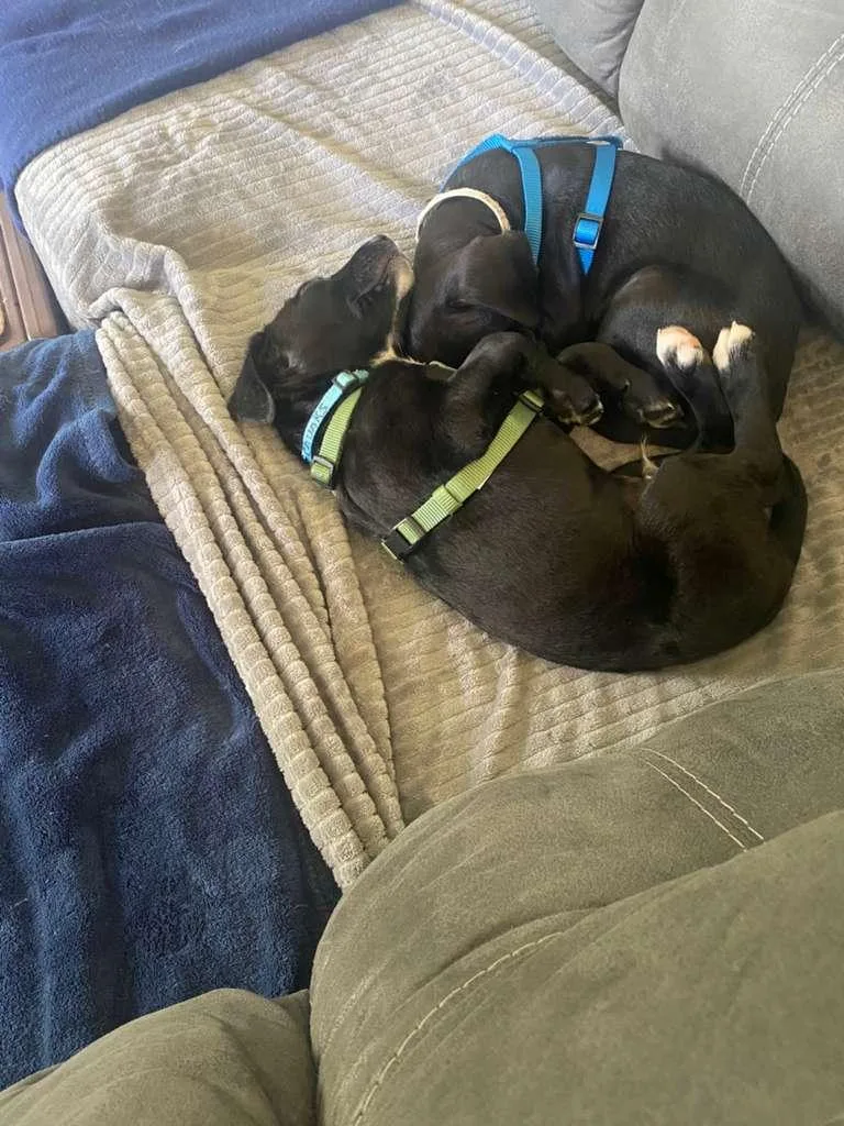 A baby medium-sized male Labrador Retriever dog named Chunks for adoption in Houston, TX