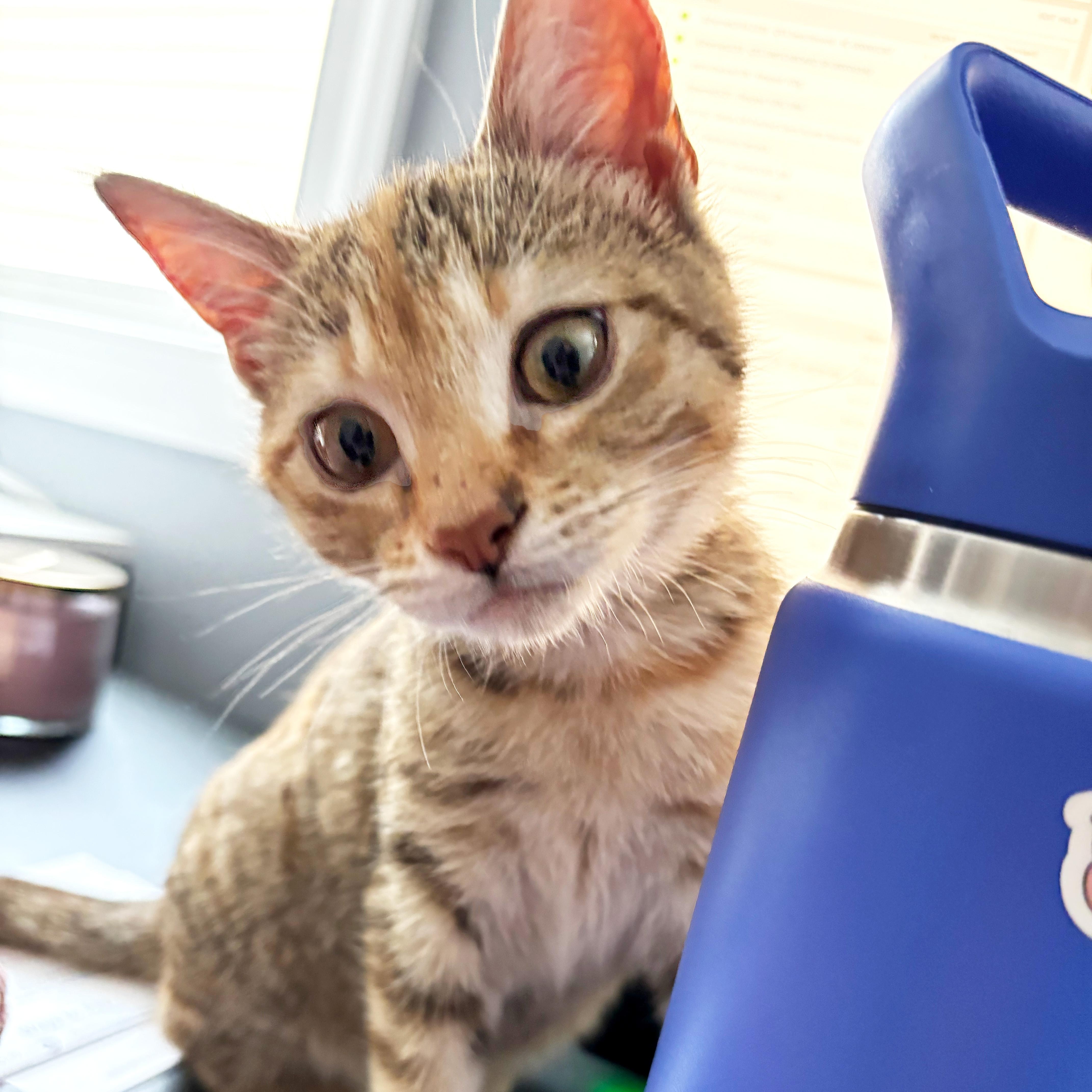 Miss Meeple thumbnail 2