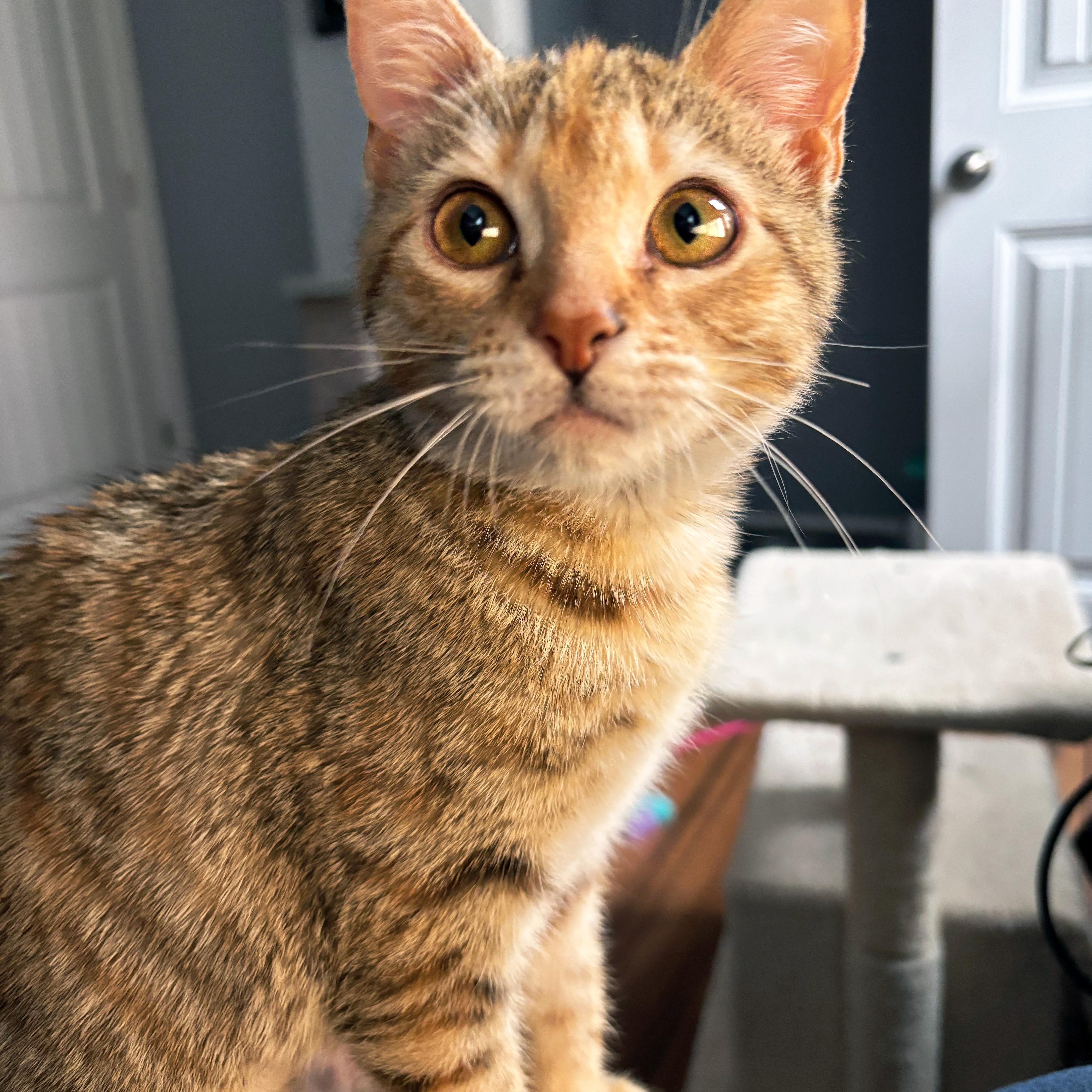 Miss Meeple thumbnail 4