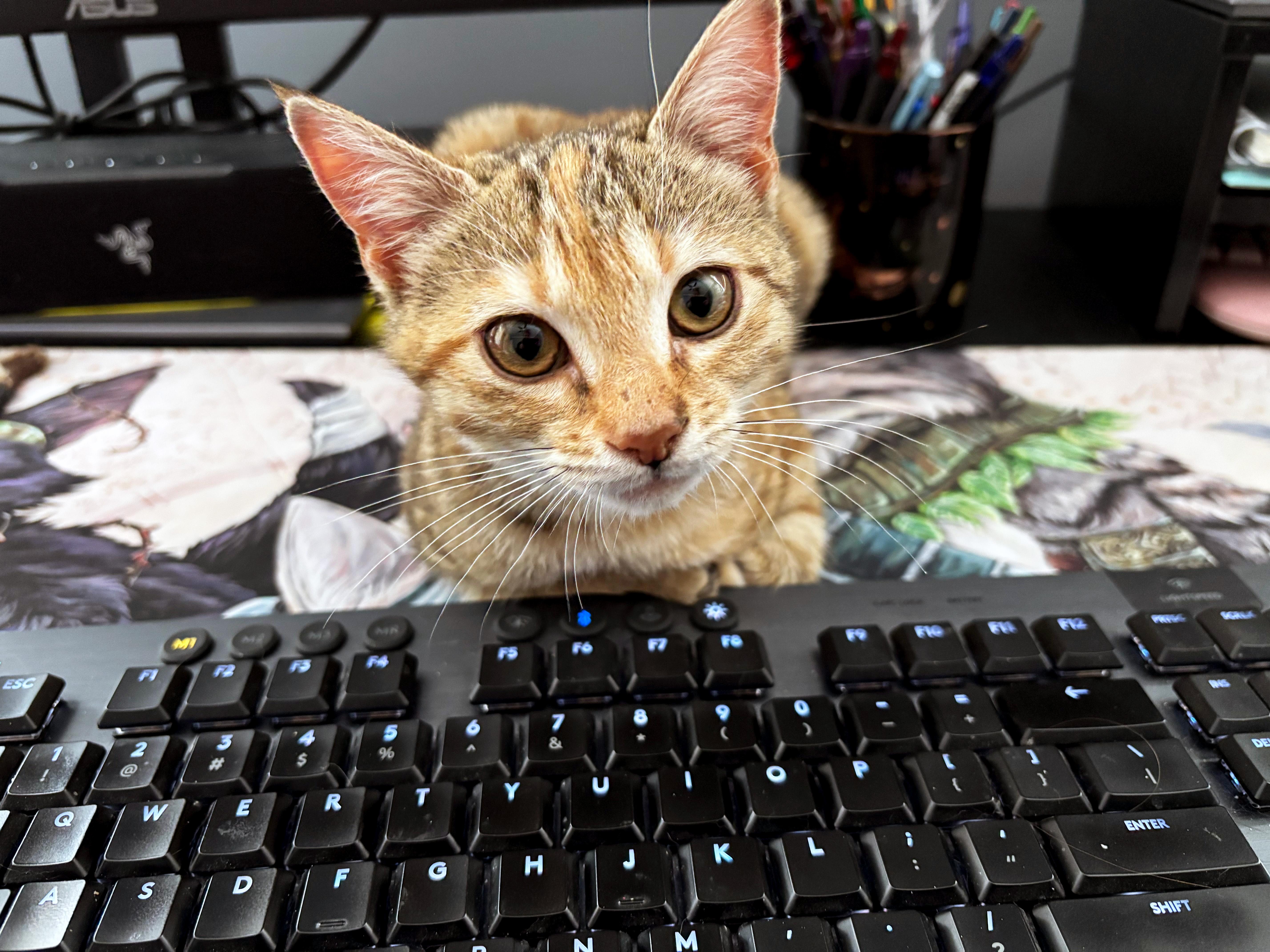 Miss Meeple thumbnail 5