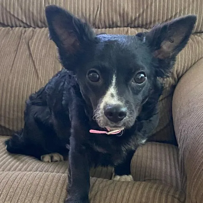 An adult small-sized female Pomeranian dog named Lottie for adoption in Toledo, OH