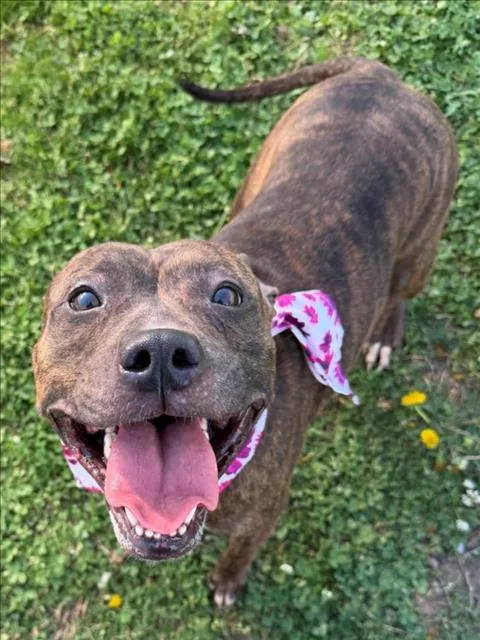 An adult medium-sized female Pit Bull Terrier dog named Sativa for adoption in Tulsa, OK