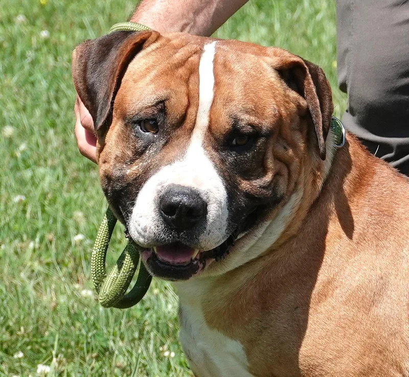 A senior large-sized male Red / Chestnut / Orange Mastiff dog named Skubal for adoption in Millfield, OH