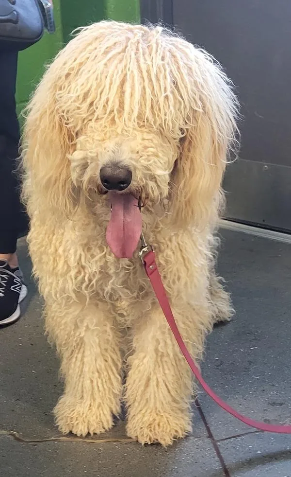 A young medium-sized male Labradoodle dog named Pen C Sparrow for adoption in Lawrenceville, GA