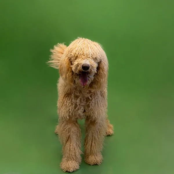 Pen C Sparrow thumbnail 2