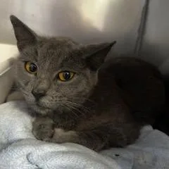 An adult medium-sized female Gray / Blue / Silver Domestic Short Hair cat named Naomi for adoption in Grinnell, IA