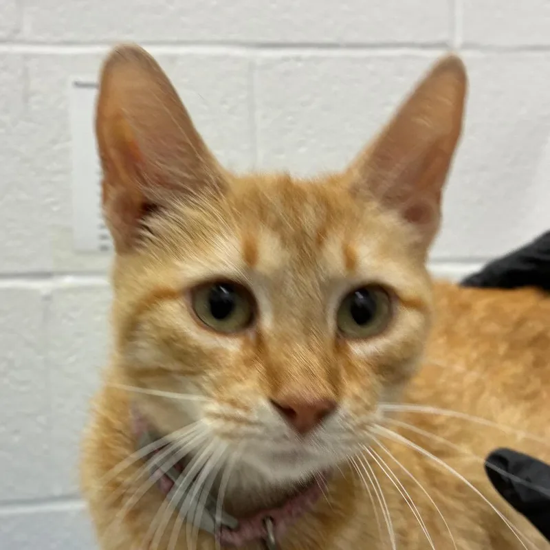 An adult medium-sized female Domestic Short Hair cat named Trapa for adoption in Corpus Christi, TX