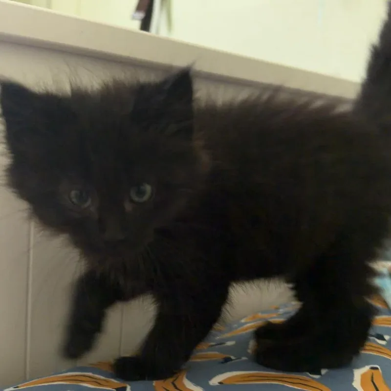 A baby small-sized female Black Domestic Medium Hair cat named Ember for adoption in Pleasanton, CA
