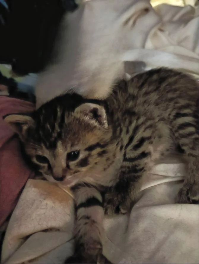 A baby small-sized female Domestic Short Hair cat named Asiago for adoption in Hartsville, SC