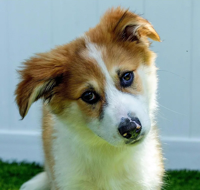 A young medium-sized female Australian Shepherd dog named Puppy Patty Pro Bono for adoption in Franklin, TN